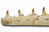 Mosasaur (Pluridens) Jaw with Nine Teeth - Morocco #334605-4